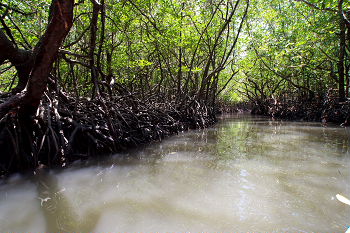 mangrove journey