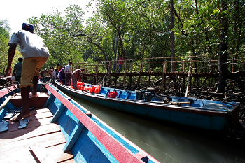 mangrove journey