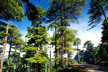 Srinagar road near Patnitop