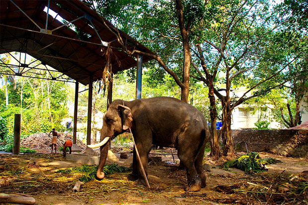 Elephant at Anakotta