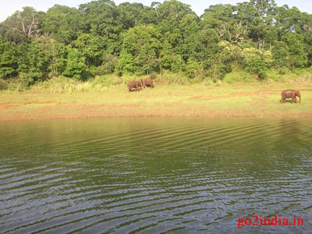 t11-elephants