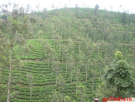 t18-tea-garden
