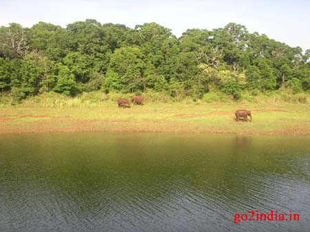t9-elephants