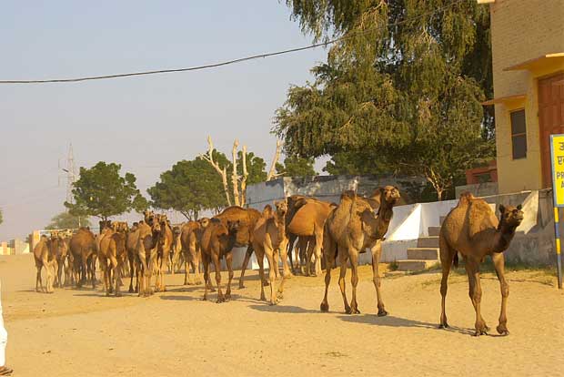 Camel Research centre at Bikaner
