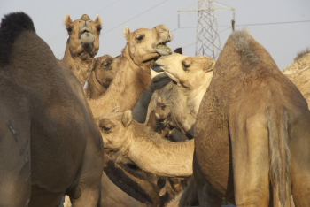 Camel Research centre at Bikaner