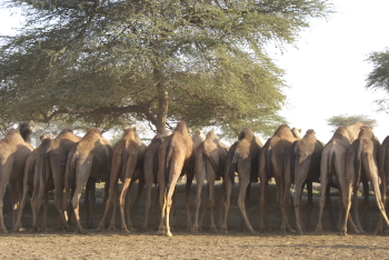 Camel at crc