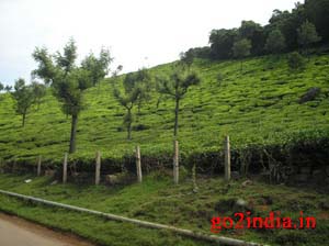 Singara tea Garden
