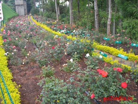 r11-garden