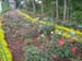 r11-garden