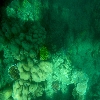 Andaman Corals
