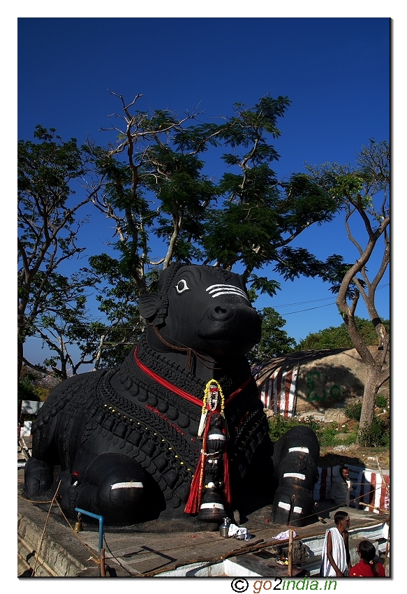 Nandi statue in Chamundi hill near Mysore