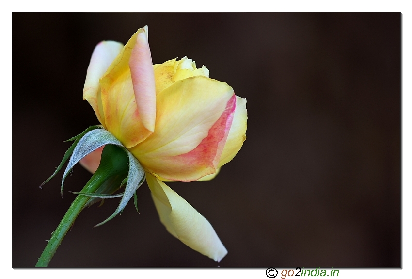 Rose flower from Sigma 150mm macro lens
