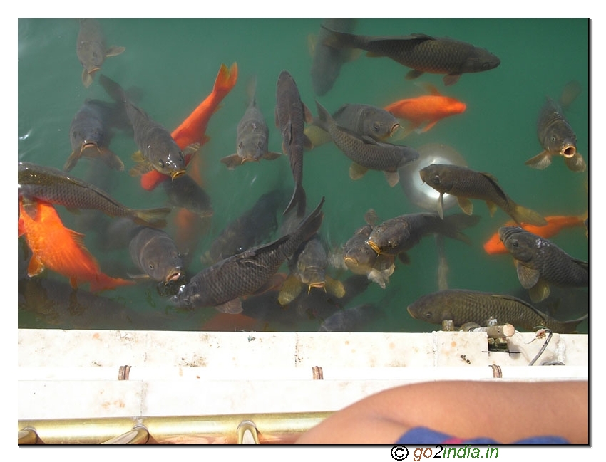 Fish in lake of Golden temple