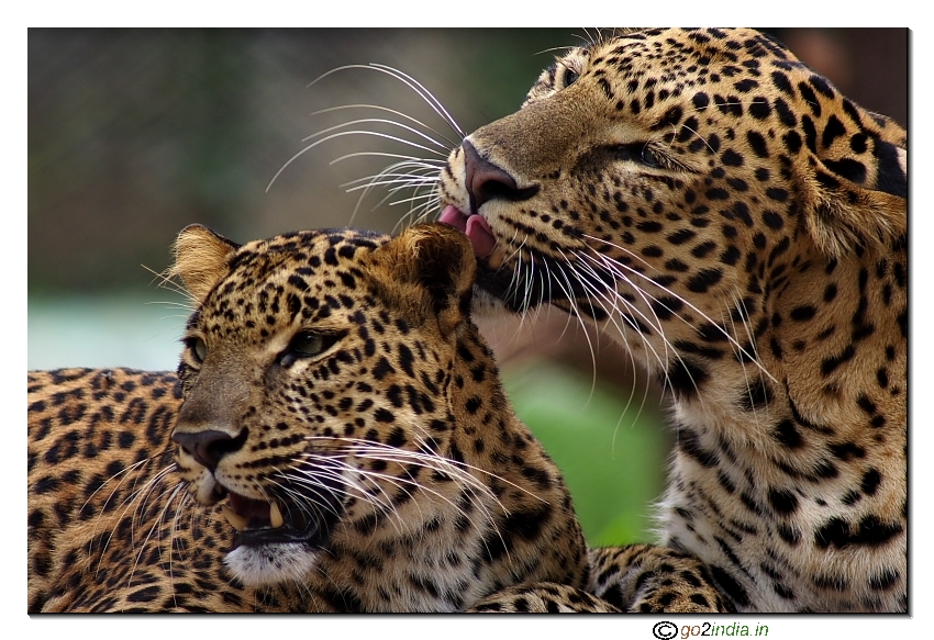 Cheetah romancing