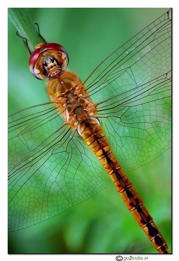 Dragon fly top view