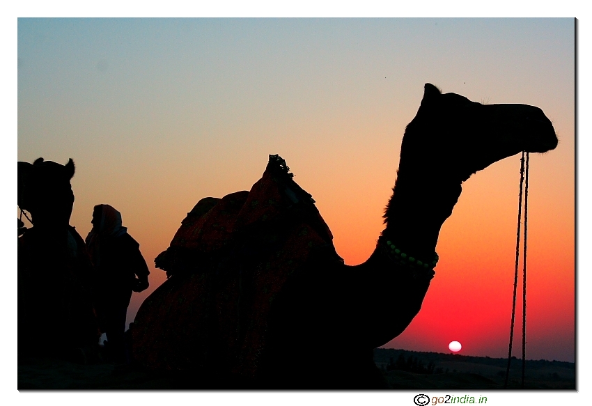 Sunrise time with a group of camels