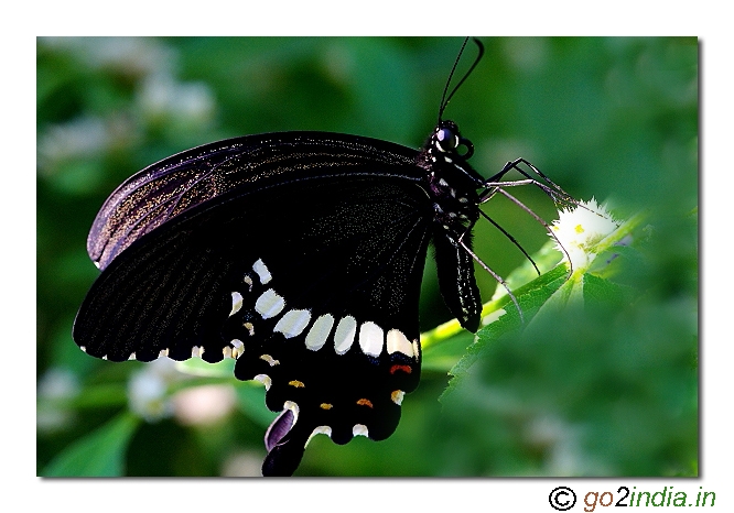 Mormo Butterfly from south India