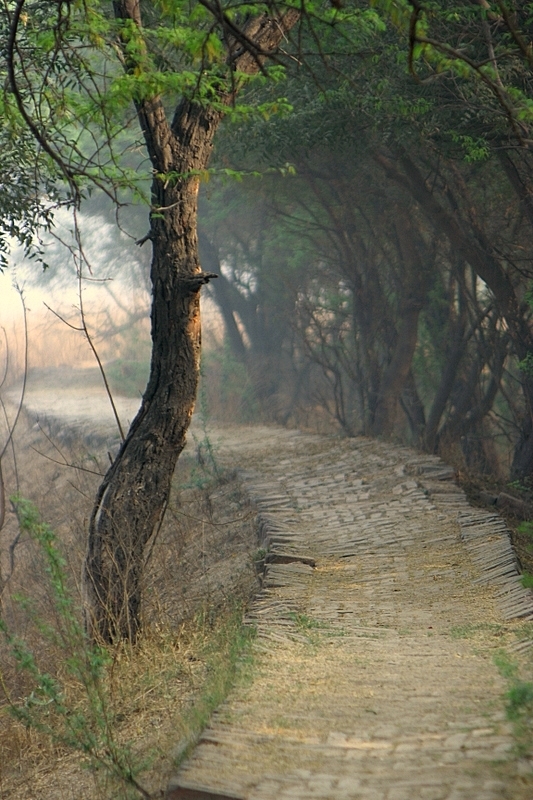 Paths in Sultanpur forrest on a misty morning
