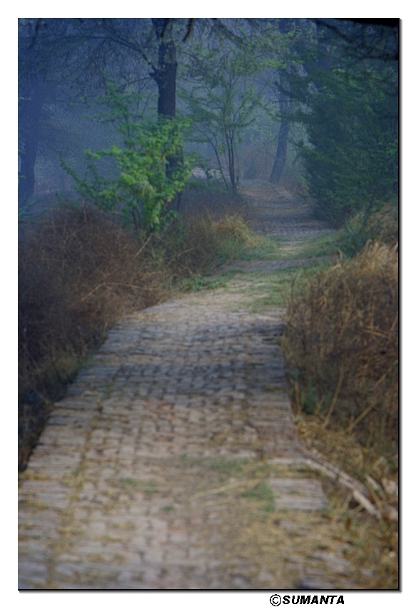 paths in Sultanpur forest
