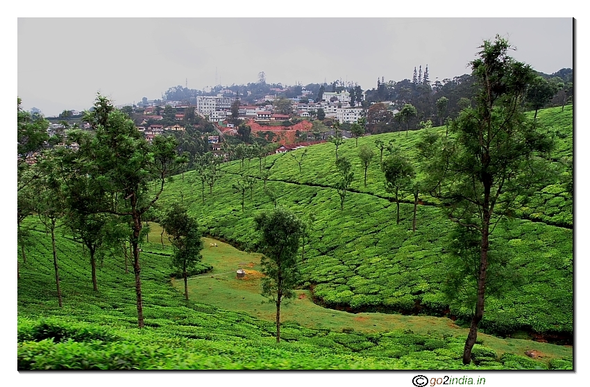 Green Plantation near Ooty valley on the way to Coonoor