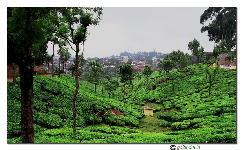 Ooty tea plantation green valley view