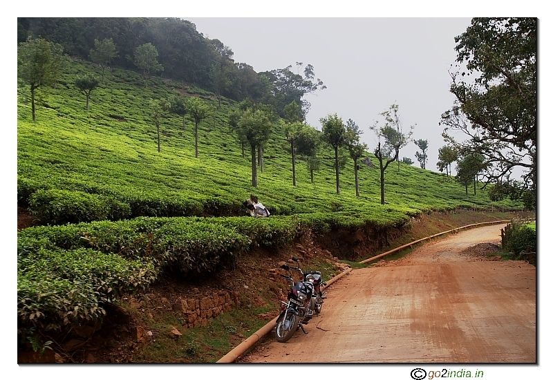 Green tea plantation view near Ooty Coonoor