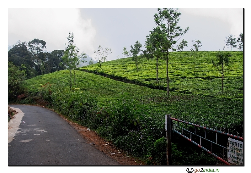 Coonoor tea plantation area on the way to Dolphin nose from Ooty