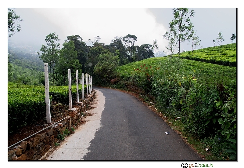Road journey to Dolphin through tea plantation from Coonoor