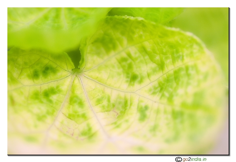 abstract of a leaf