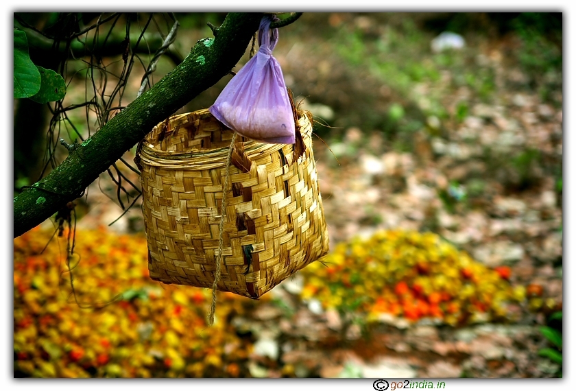 basket to collect cashew fruits hanging on a tree