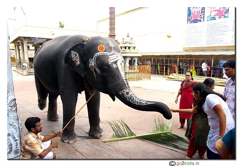 Elephant at Kanchipuram Kamakshi temple