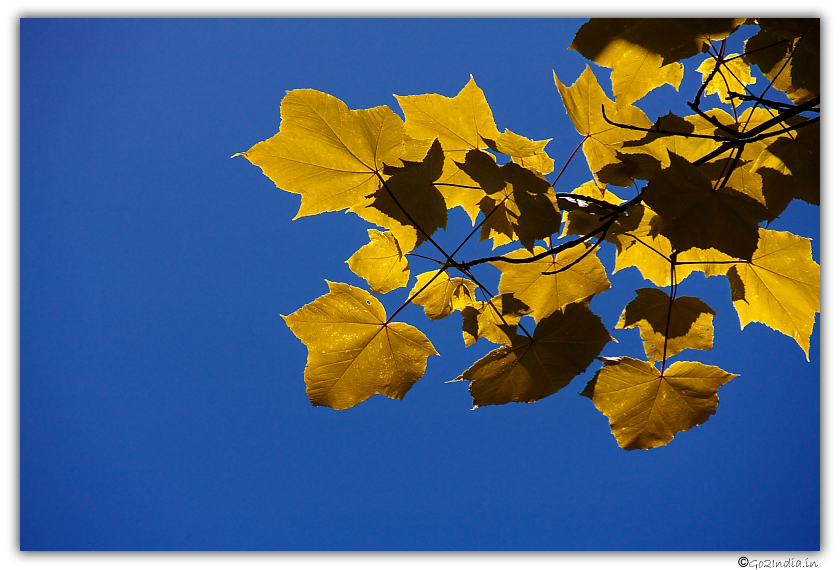 Yellow leaves abstract type