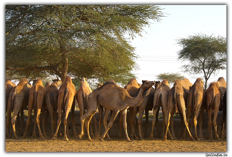 Camel research centre in Rajastan