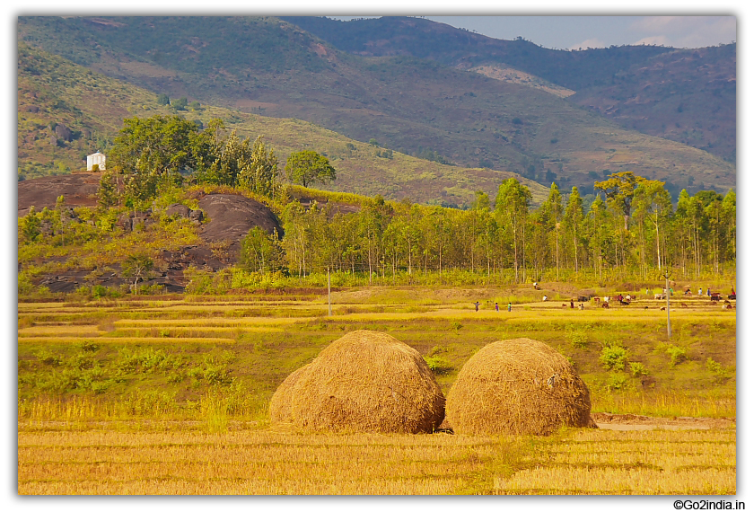 Rice field and valley around Paderu
