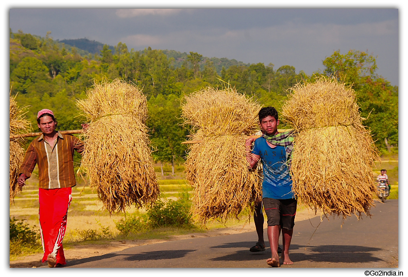 Carrying paddy from the field at Paderu