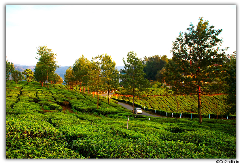 Road between tea garden at Munnar