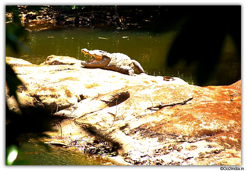 Live Crocodile at Kuruva Island at Wayanad