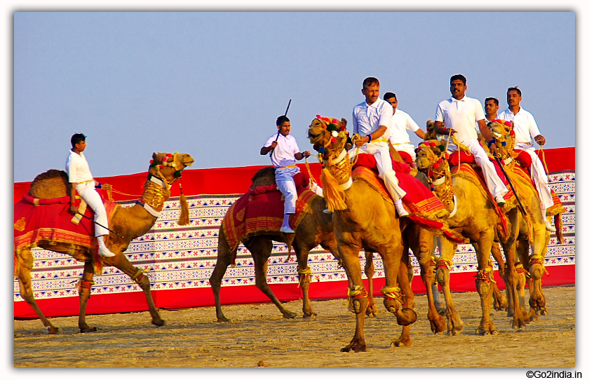 Camel show at Kutch during Rann Utsav