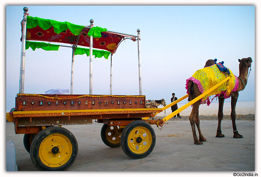 decorative cart pulled by camel at Rann Utsav  