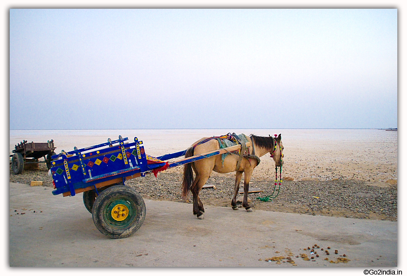 Horse cart at Rann Utsav