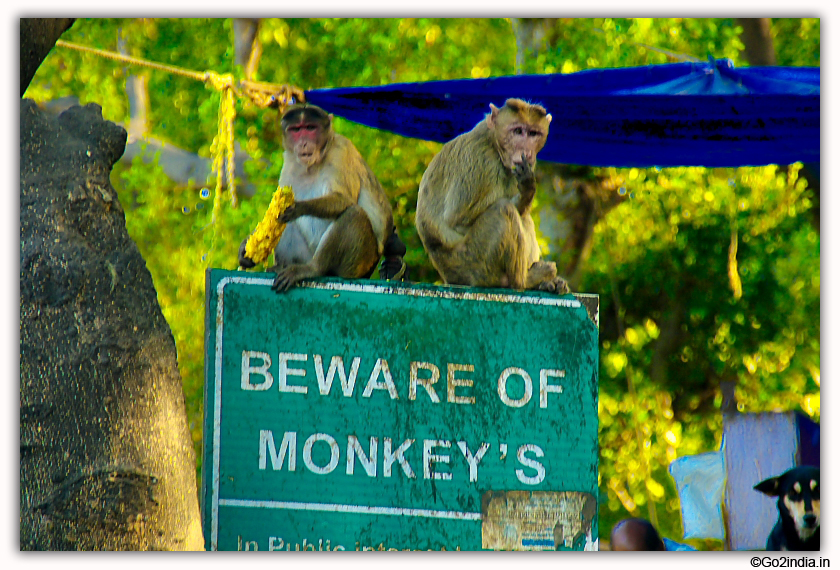 Elephanta Caves monkey 