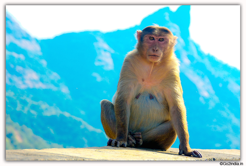 Monkey at  Lonavala