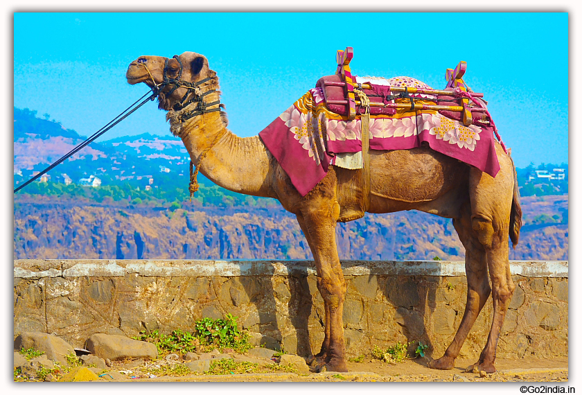 Camel at Lonavala