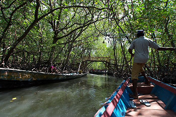 mangrove journey