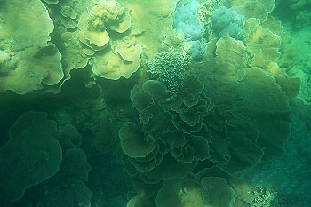 under water corals