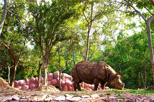 Vizag Zoo Rhino