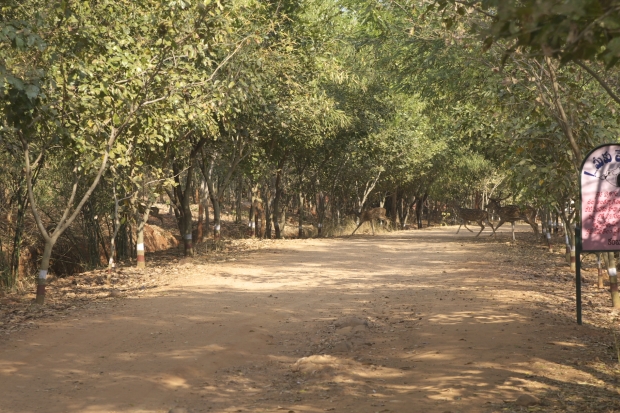 Deer inside Kambalakonda Eco Tourism Park