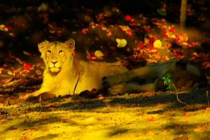 Gir Asiatic Lion