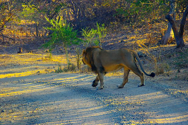 Gir Lion on Safari track