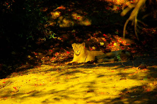 Gir forest Lion